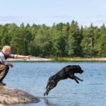 Can You Train Your Dog to Use a Litter Box Train your dog to use a litter box with positive reinforcement and patience for successful results