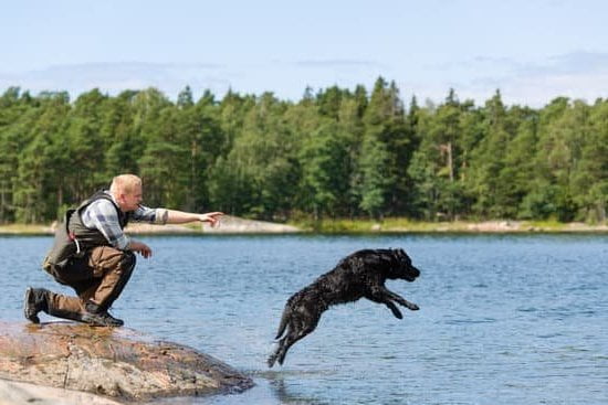 Can You Train Your Dog to Use a Litter Box 1 Train your dog to use a litter box with positive reinforcement and patience for successful results