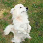 Training your dog to find truffles: yes, you can