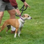 How Many Times a Day Do You Train Your Dog: Establishing a Consistent Training Schedule