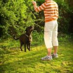 Can You Train a Dog to Quit Biting Train a dog to quit biting through positive reinforcement and redirecting their focus