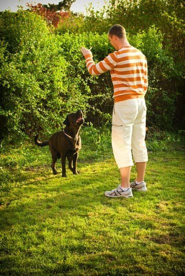 Can You Train a Dog to Quit Biting 1 Train a dog to quit biting through positive reinforcement and redirecting their focus