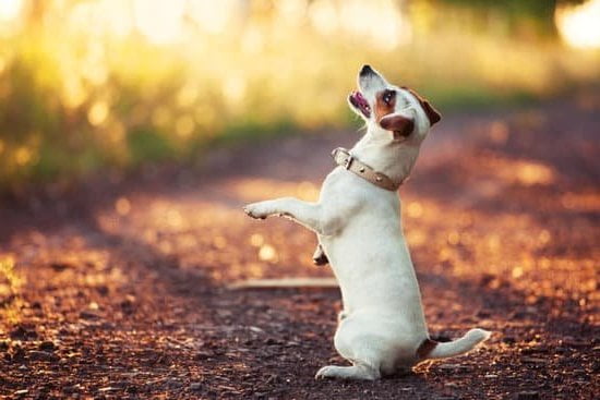 How to Train a Dog Aggression 1 Step-by-step guide on how to train a dog aggression using positive reinforcement techniques