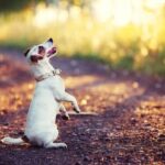 Step-by-step guide on how to train a dog with a new name