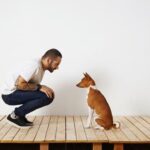 How to Train a Dog With Dominance Issues how to train a dog with dominance issues