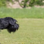 Is It Important to Take Your Dog to Training Is it Important to Take Your Dog to Training: Importance of Professional Dog Training for Behavior and Obedience