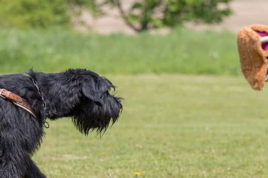 Is it Important to Take Your Dog to Training: Importance of Professional Dog Training for Behavior and Obedience