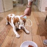 How to Train Submissive Dog to Handle Aggressive Dog Step-by-step guide: How to train submissive dog to handle aggressive dog