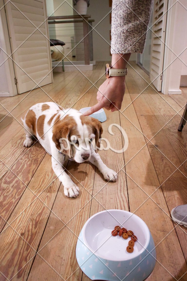 Step-by-step guide: How to train submissive dog to handle aggressive dog
