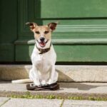 How to Pick a Dog Training Step-by-Step Guide: How to Pick a Dog Training Program