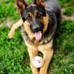 How Much Tip Dog Trainer How much tip dog trainer: A fair tip is 10-20% of the training cost