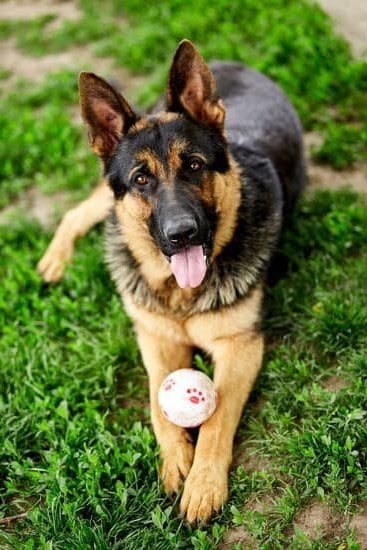 How much tip dog trainer: A fair tip is 10-20% of the training cost