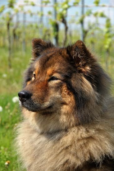 How Long Should You Crate Train a Dog 1 How Long Should You Crate Train a Dog: Proper duration for effective crate training