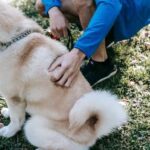 Can You Train a Pitbull to Be a Guard Dog Training a Pitbull as a Guard Dog: Efforts, Requirements, and Tips