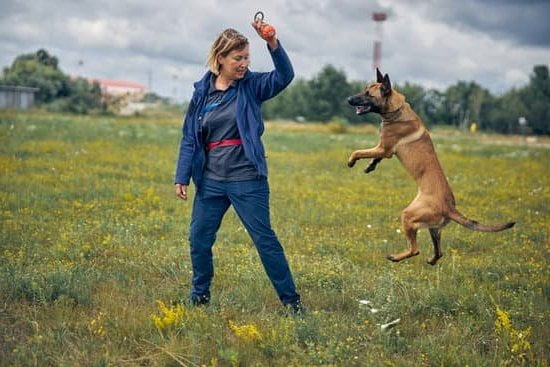 What Are Police Dogs Trained to Smell 1 Police dogs trained to smell narcotics, explosives, and missing persons