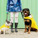 Can I Use Pigeons to Train Bird Dogs CAN I USE PIGEONS TO TRAIN BIRD DOGS: Pigeon-based bird dog training method