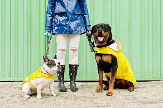 CAN I USE PIGEONS TO TRAIN BIRD DOGS: Pigeon-based bird dog training method