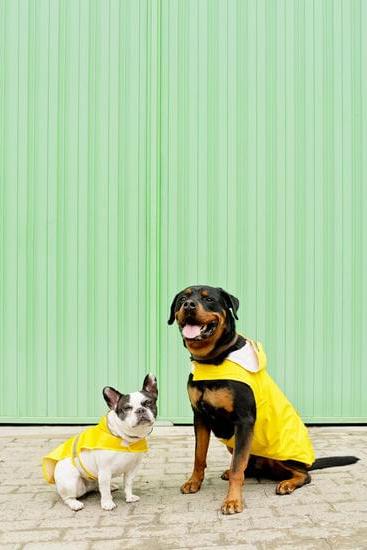 Selecting the Right Length Leash for Dog Training: Finding the Best Fit for Your Canine Companion