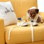 How to Train a Dog to Detect Low Blood Sugar Step-by-step guide on how to train a dog to sense low blood sugar levels