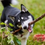 How Long Should It Take a Dog to Potty Train Dog potty training duration: Ideal time frame for how long should it take a dog to potty train