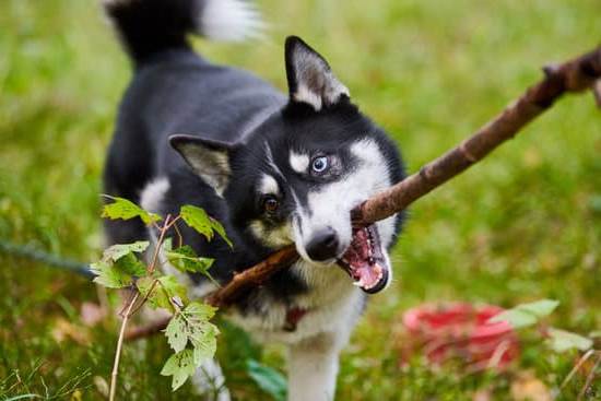 Dog potty training duration: Ideal time frame for how long should it take a dog to potty train