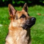 Can I Train My Dog to Become a Service Dog CAN I TRAIN MY DOG TO BECOME A SERVICE DOG: Yes, with proper training and accreditation