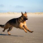 How to Train My Dog to Not Jump on People Learn dog training techniques for preventing jumping behavior on people through positive reinforcement and consistent training