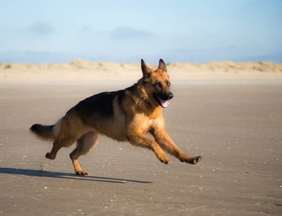 Learn dog training techniques for preventing jumping behavior on people through positive reinforcement and consistent training