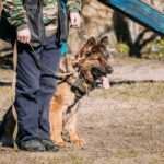 Can You Train Your Own Service Dog in Canada Training Your Own Service Dog in Canada: A Step-by-Step Guide