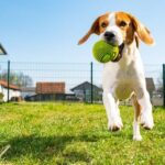 How to Train a Dog to Hold Its Bladder Step-by-step guide on how to train a dog to hold its bladder during toilet training