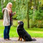 Using Remote Training Devices to Teach Your Dog While You're Away