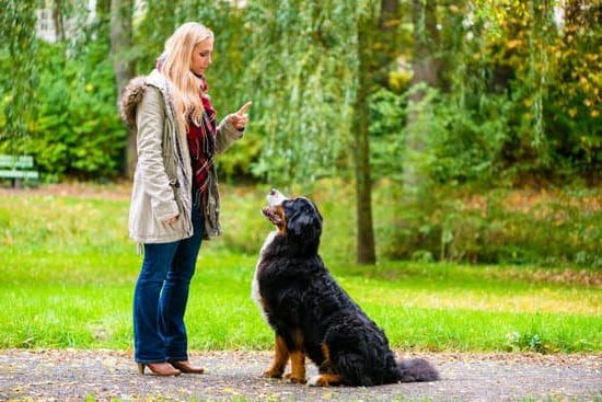 Using Remote Training Devices to Teach Your Dog While You're Away
