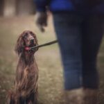 Can I Train My Dog to Be a Police Dog Training a dog to become a police dog with proper guidance and professional assistance