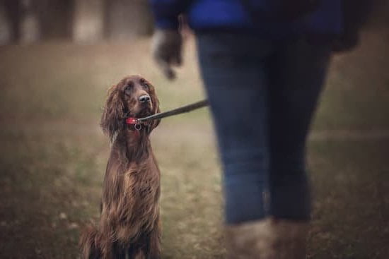 Training a dog to become a police dog with proper guidance and professional assistance