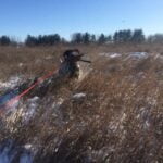 Step-by-step guide on how to train a dog to go into a crate successfully