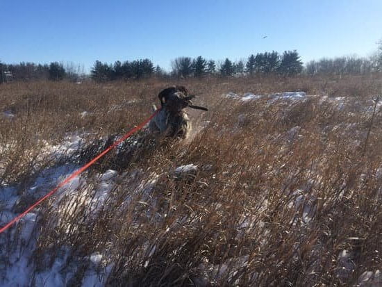 Step-by-step guide on how to train a dog to go into a crate successfully