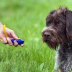 How to Train Dog Not to Chase Squirrels Training a dog not to chase squirrels: Positive reinforcement, leash training, and redirecting attention to commands