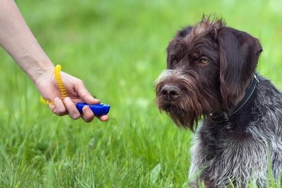 Training a dog not to chase squirrels: Positive reinforcement, leash training, and redirecting attention to commands