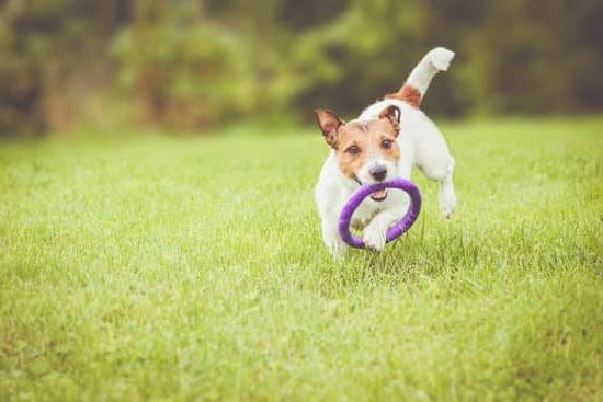 Can You Train a 4 Year Old Dog 1 Training a 4-year-old dog: Tips for success with your furry friend