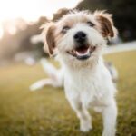 How to Train a Dog Not to Bark at Door Dog training: Teach 'quiet' command for door barking