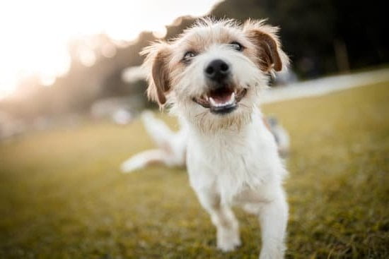 Dog training: Teach 'quiet' command for door barking