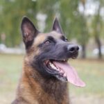 How to Train Your Dog to Sit Cesar Millan Step-by-step guide on how to train your dog to sit, Cesar Millan's method