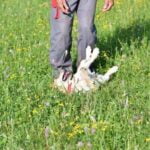 How to Train Your Dog Not to Jump on Bed Effective Dog Training: Teach 'Not to Jump on Bed' Using Positive Reinforcement Techniques