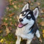 How Much Does It Cost to Train a Militaryservice Dog How much does it cost to train a military service dog Budgeting for essential training