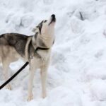 - Service dogs have the right to receive training to assist individuals with disabilities