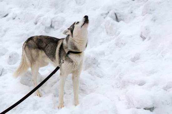 - Service dogs have the right to receive training to assist individuals with disabilities