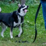 How to Start a Business Training Dogs How to Start a Business Training Dogs: a comprehensive guide for aspiring entrepreneurs in the pet industry