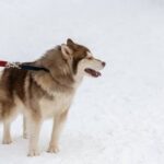 Training a Dog to Mate with Humans: Positive Reinforcement and Professional Guidance for Successful Introductions