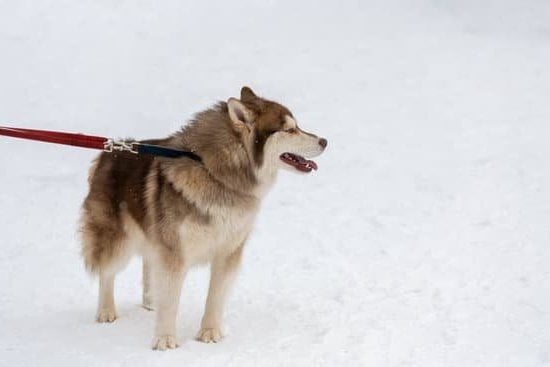 Training a Dog to Mate with Humans: Positive Reinforcement and Professional Guidance for Successful Introductions