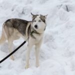 How to Train Young Dog Not to Jump on People Photo of young dog learning not to jump on people through positive reinforcement training method